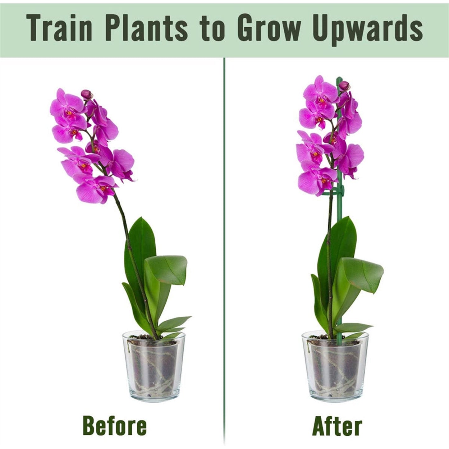 PlantSupport - Plant Groei Ondersteuning Invoegen Steun